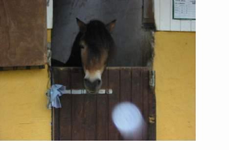 Anden særlig race gizmo (solgt) - min lille smukke hest i boksen  billede 4