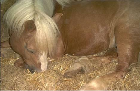 Jyde Gunter død:´( - vi må heller være stille gunter sover hehe billede 2