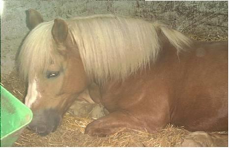 Jyde Gunter død:´( - her er  han næsten vågen billede 3