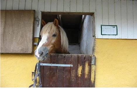 Jyde Gunter død:´( - her står han så fint  billede 4