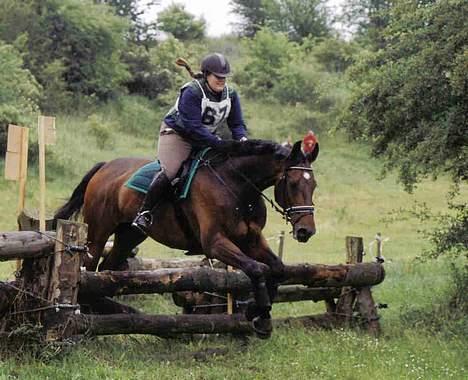 Svensk Varmblod Cavall billede 6