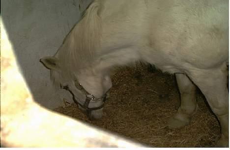 Anden særlig race lille lotte - dette er den lille putte høne   billede 1