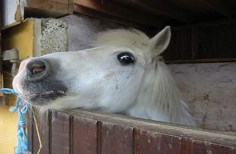 Anden særlig race lille lotte - uhh uhh jeg kan lige få hovede over  billede 2