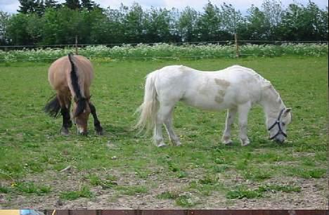 Anden særlig race lille lotte - ja her står jg lige og får lidt græs sammen med jacjie  billede 3