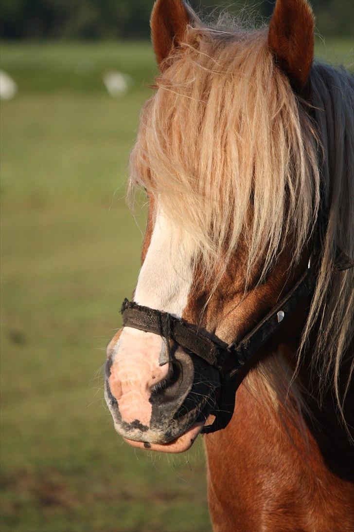 Jyde Lasse - En sommerdag billede 1