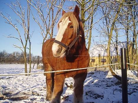 Jyde Lasse - Dejligt med lidt sne.. billede 6