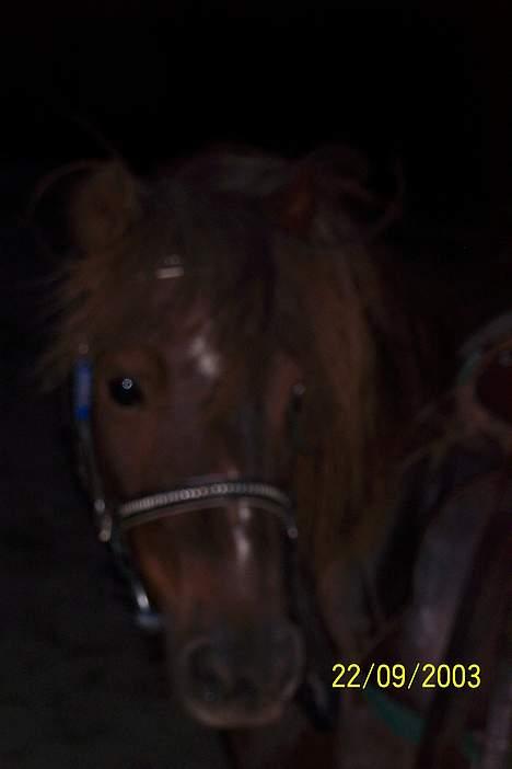 Shetlænder Laban billede 1