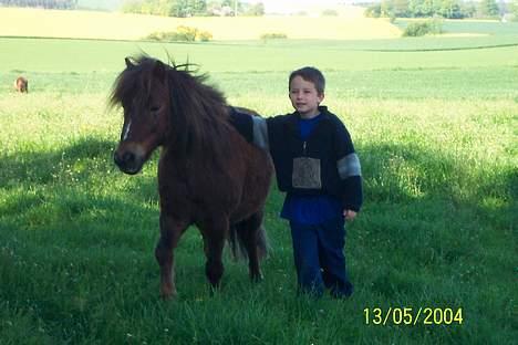 Shetlænder Laban - Laban med lillebror :´) - såh sødt ! billede 2