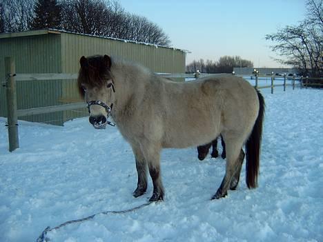 Gotlandsruss  Tarpán´s Ronja <3 - En dejlig vinterdag (; billede 4