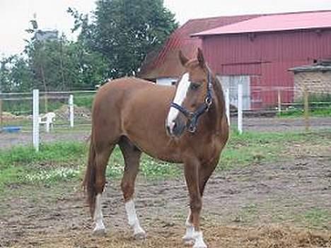 Frederiksborg Dartagnan ( dalle ) billede 1