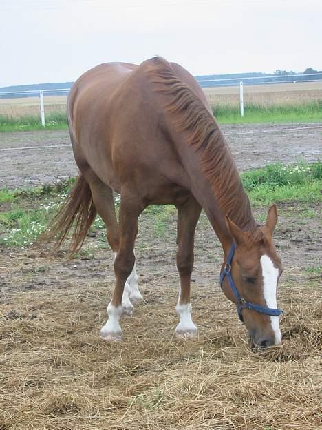 Frederiksborg Dartagnan ( dalle ) billede 2
