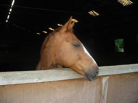 Frederiksborg Dartagnan ( dalle ) billede 3