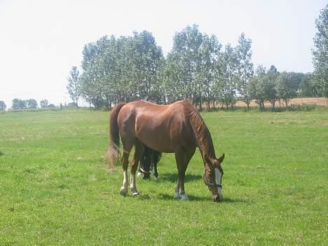 Frederiksborg Dartagnan ( dalle ) billede 4