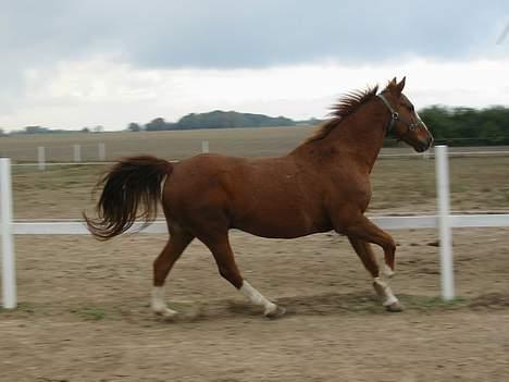 Frederiksborg Dartagnan ( dalle ) billede 5