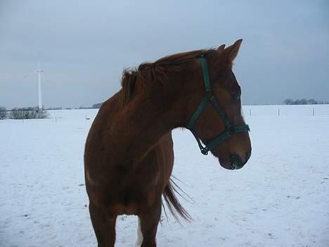 Frederiksborg Dartagnan ( dalle ) billede 6