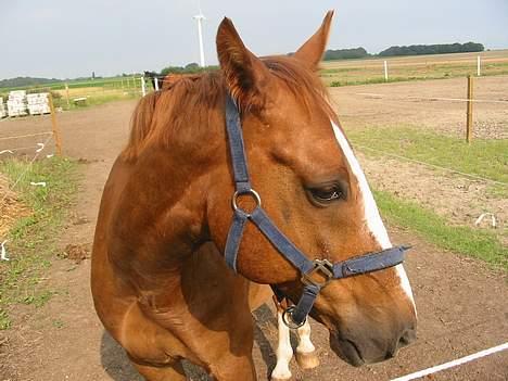 Frederiksborg Dartagnan ( dalle ) billede 7