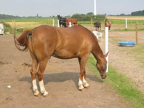 Frederiksborg Dartagnan ( dalle ) billede 8