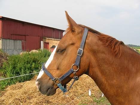Frederiksborg Dartagnan ( dalle ) billede 10
