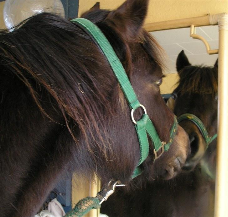 Connemara Krathus Calimash C 526 billede 2