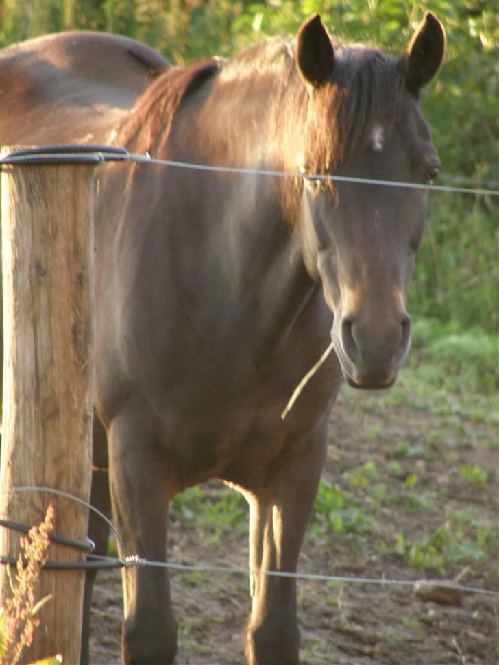 Connemara Krathus Calimash C 526 billede 3