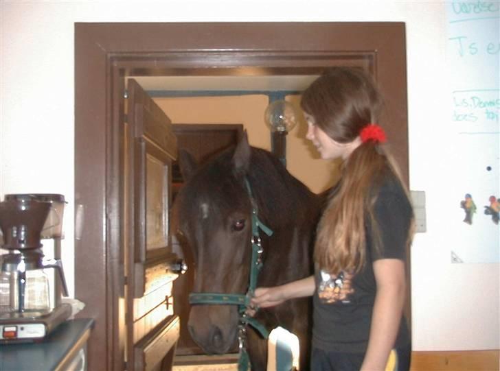 Connemara Krathus Calimash C 526 billede 4