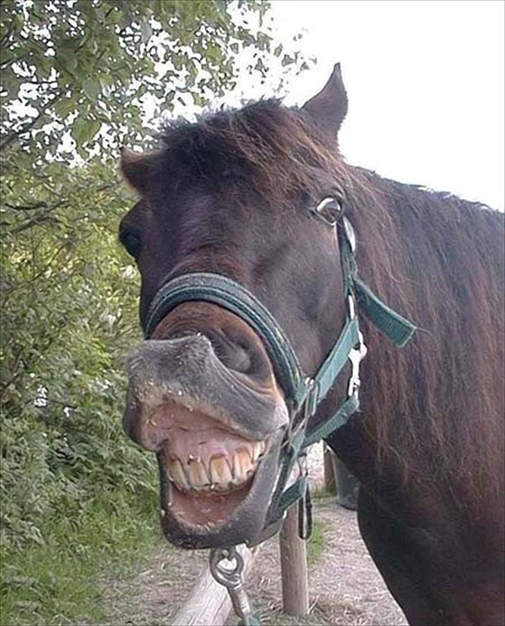 Connemara Krathus Calimash C 526 billede 5