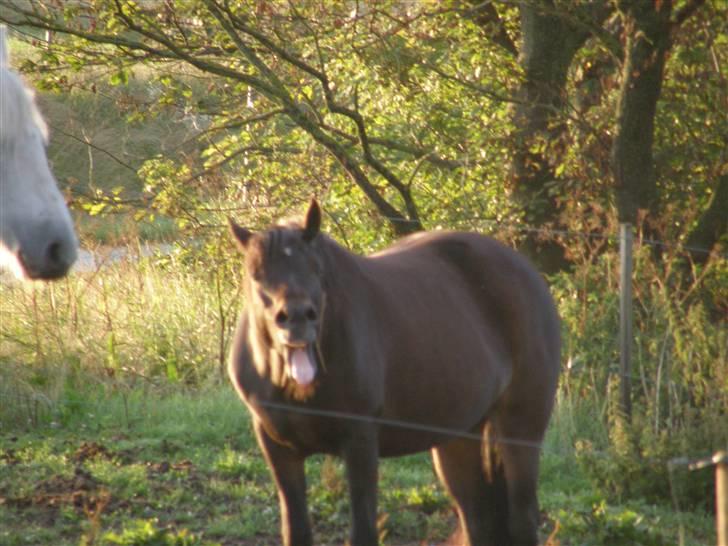 Connemara Krathus Calimash C 526 billede 6