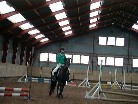 Connemara Krathus Calimash C 526 billede 7