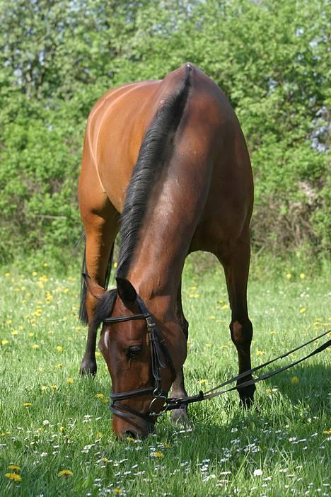 Hollandsk Sportspony Sjanoe - solgt - Han ser vidst lidt sjov ud her . maj 2004 billede 9