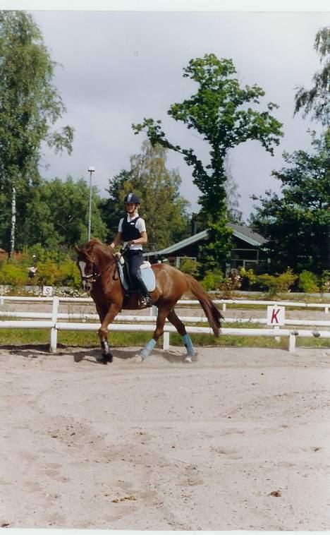 Anden særlig race Irish Duke (Solgt) - Dette billede er fra i sommers.. billede 8