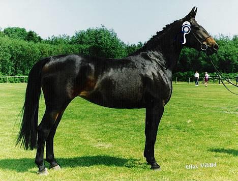 Oldenborg Stella Tisted - Stella 3 år. Dette er hendes kårings billede. billede 4