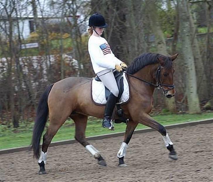 New Forest Smedhults Zippa  - Dette er Zippa og mig til undervisning hos Eva d.18 nov.!  billede 3