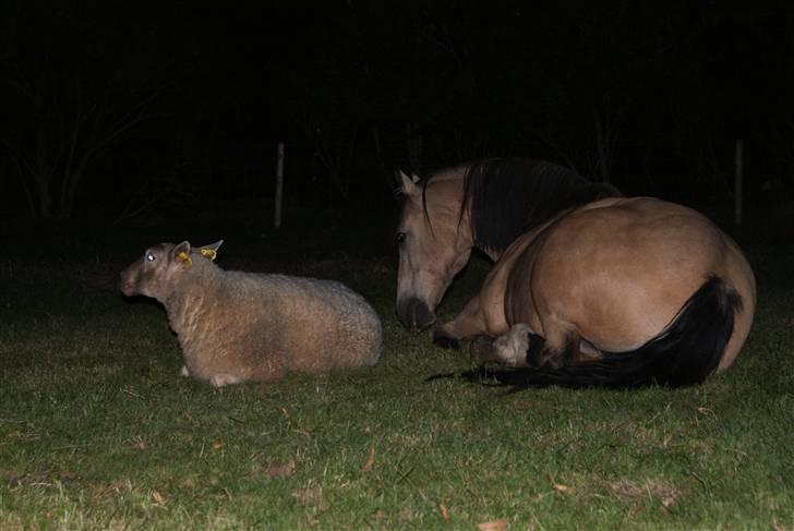Welsh Pony af Cob-type (sec C) *Bugsy* - Bugsy og fåret Pernille sover sødt billede 4