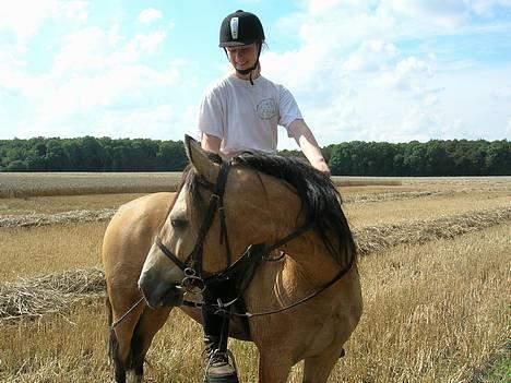 Welsh Pony af Cob-type (sec C) *Bugsy* - Dejligt at ride på sin elskede pony.... billede 5