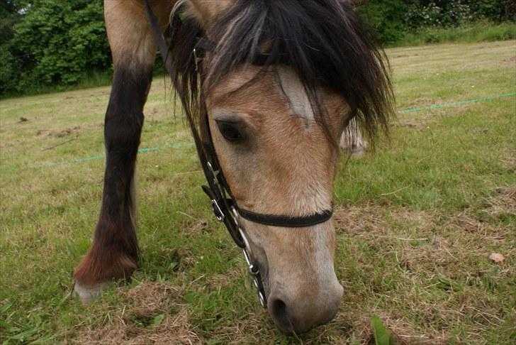 Welsh Pony af Cob-type (sec C) *Bugsy* - hov hov ikke spise med bid i munden billede 6