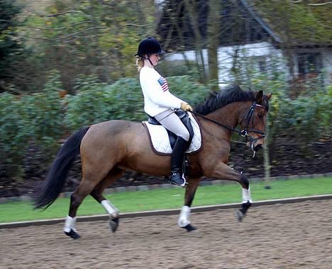 New Forest Smedhults Zippa  - Zippa til undervisning d.18 nov. Foto:Lala billede 4