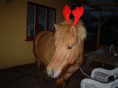 Anden særlig race Petit billede 6