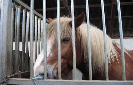 Jyde Gunter død:´( - gunter i sin boks billede 5