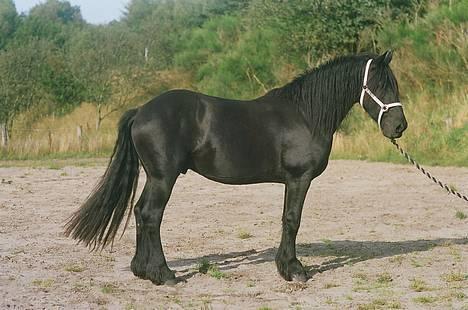 Frieser Dark fan der Wagner *DØD* billede 8