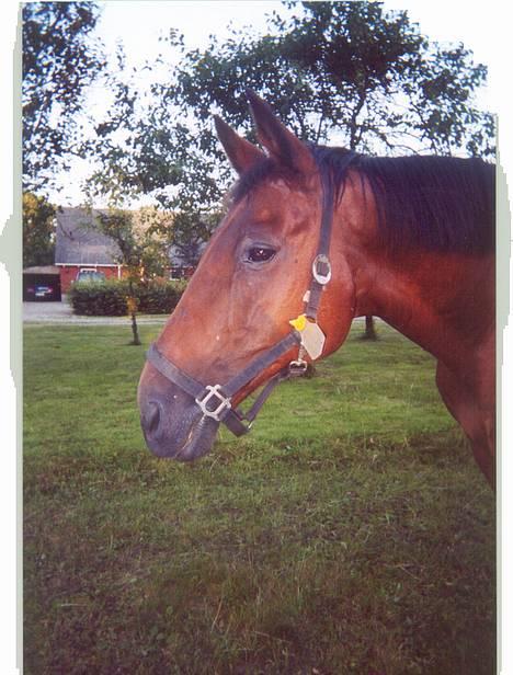 Anden særlig race Samson (R.I.P) billede 1