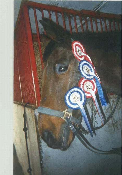 Anden særlig race Samson (R.I.P) billede 3