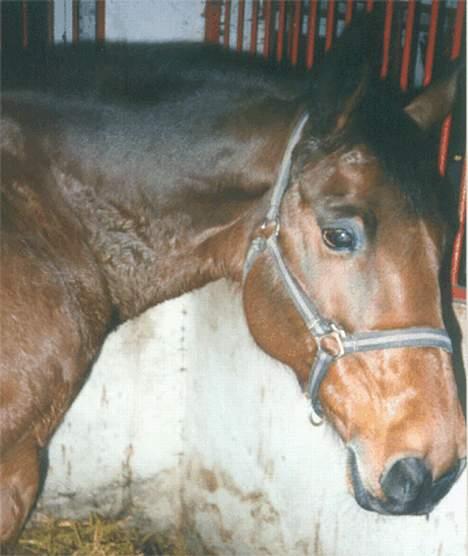 Anden særlig race Samson (R.I.P) billede 4