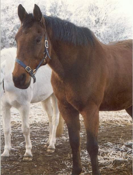 Anden særlig race Samson (R.I.P) billede 7