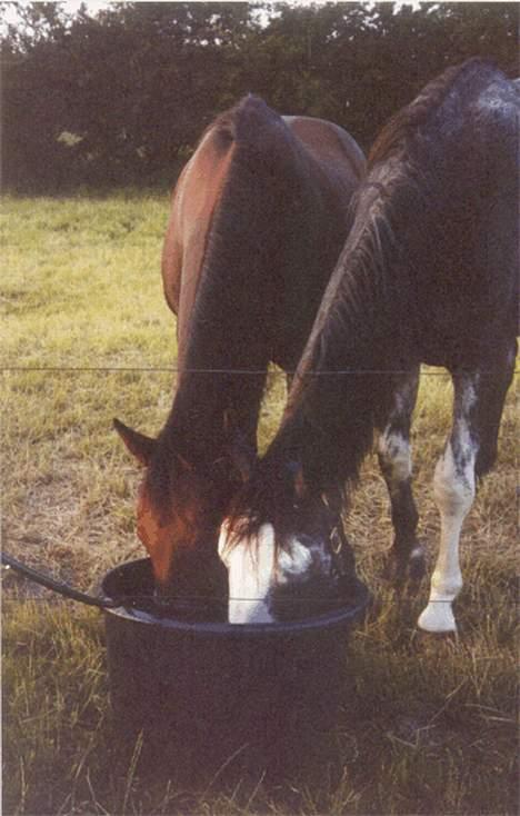 Anden særlig race Samson (R.I.P) billede 8