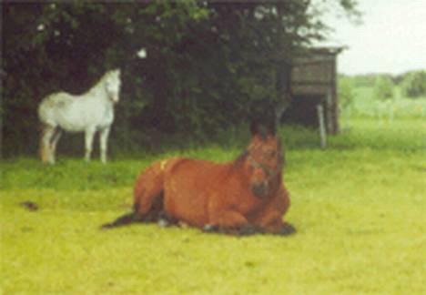 Anden særlig race Samson (R.I.P) billede 9