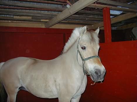 Fjordhest Tøsen *Er elsket* - Hvad sker der her? billede 1