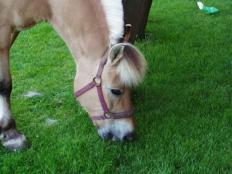 Fjordhest Tøsen *Er elsket* - Mmm... Det er godt med noget græs! billede 2