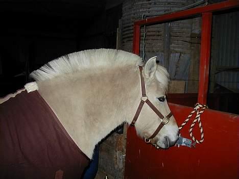 Fjordhest Tøsen *Er elsket* - Det lidt kedeligt at stå her.. Men har i set hvor meget jeg matcher?? billede 3