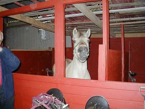 Fjordhest Tøsen *Er elsket* - Jeg vil ha mad!!! billede 4