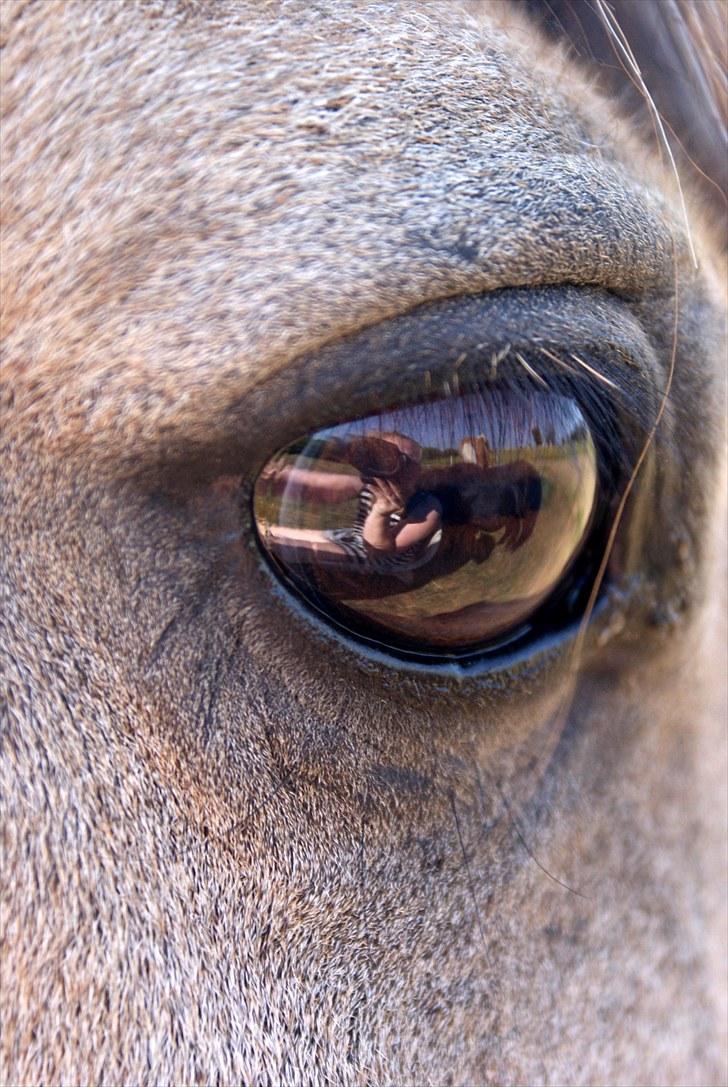 Welsh Pony af Cob-type (sec C) *Bugsy* - Smukke Bugsy billede 7